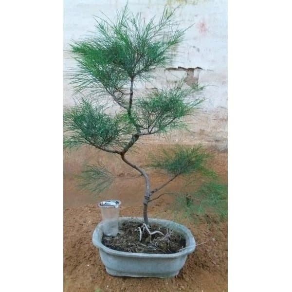 Tanaman Cemara udang bahan bonsai