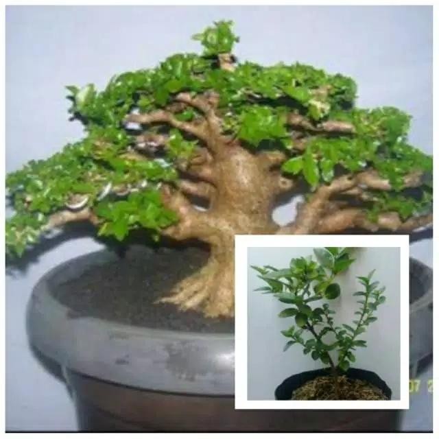 TANAMAN BIBIT BONSAI SANCANG