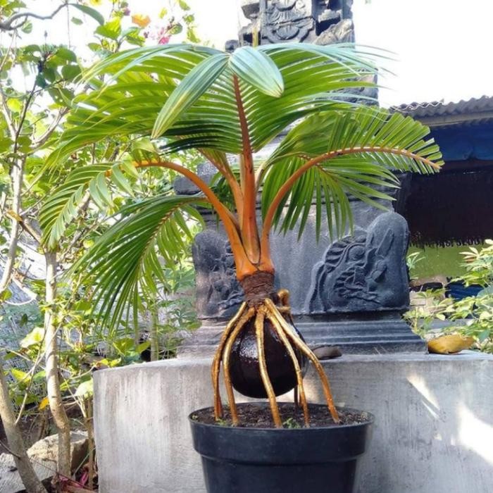 TANAMAN HIAS KELAPA BONSAI-BONSAI KELAPA