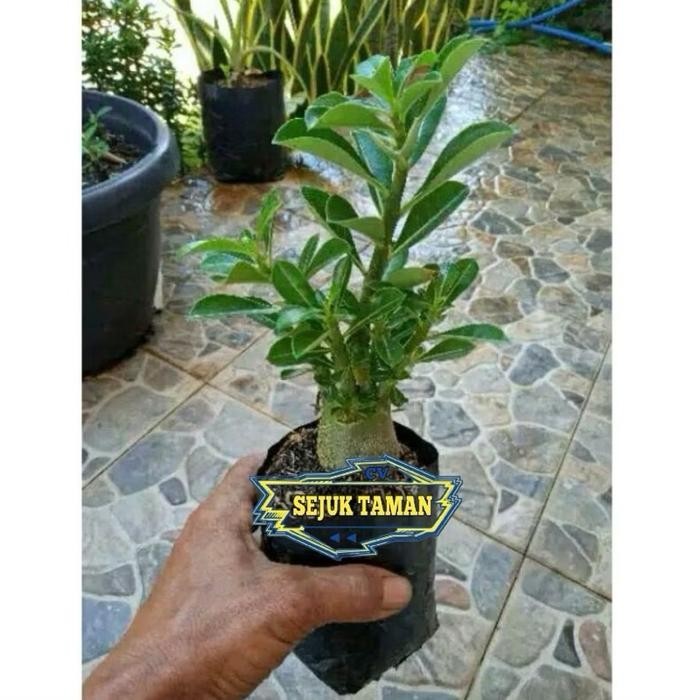 BONSAI ADENIUM ARABICUM-bibit tanaman bonsai adenium arabicum