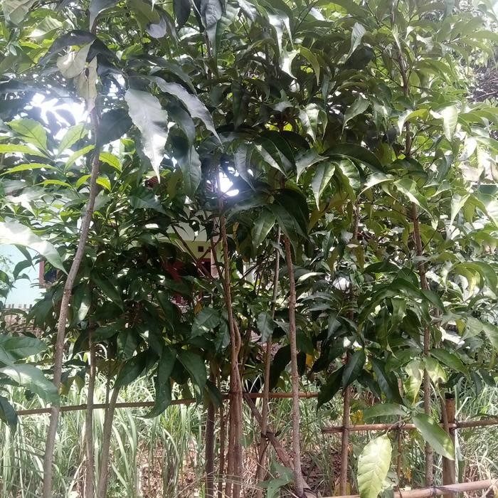 TANAMAN TABEBUYA 2 Meter Pohon Pelindung