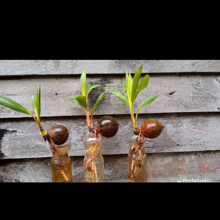 TANAMAN HIAS KELAPA BONSAI-BONSAI KELAPA
