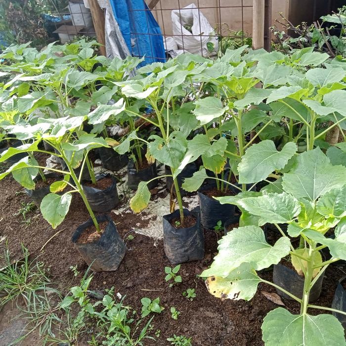 Tanaman matahari/tanaman bunga matahari/tanamaan bunga