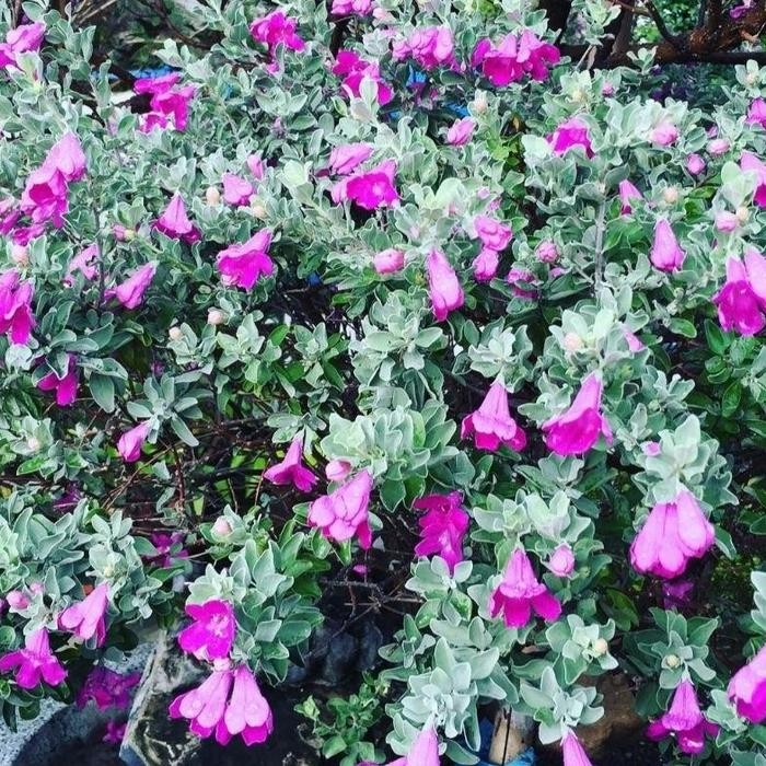 [LANGKA] Leucophyllum frutescens / texas ranger/ texas sage / hijau perak bibit tanaman hias bunga