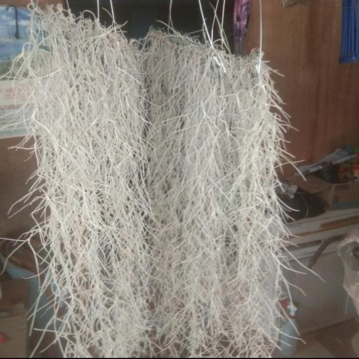 tanaman spanish moss/jenggot musa/jenggot nabi