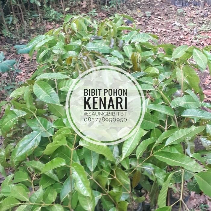 Bibit Pohon Kenari - Juglans - Kanari