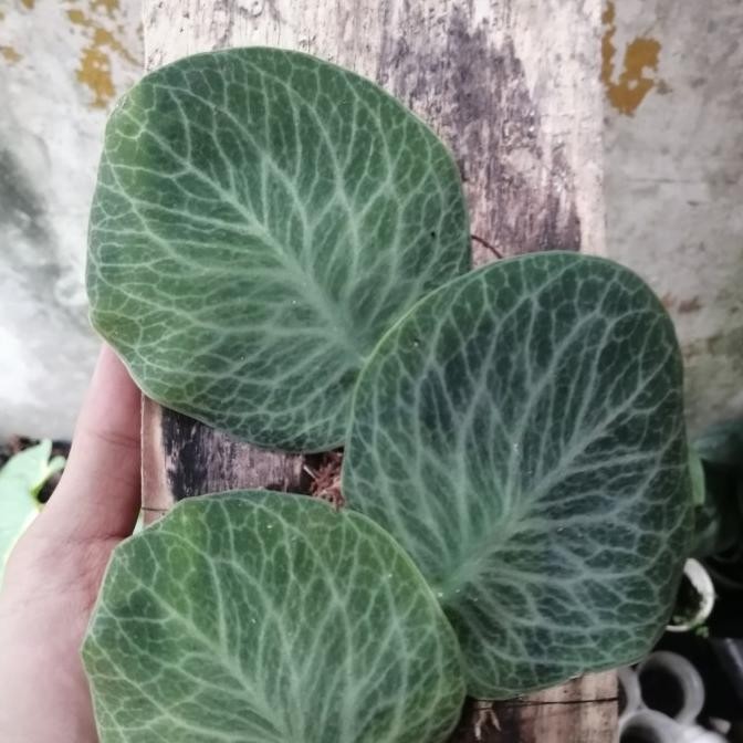 Rhaphidophora Cryptantha, Bukan Monstera Dubia, Piper Clypeatum