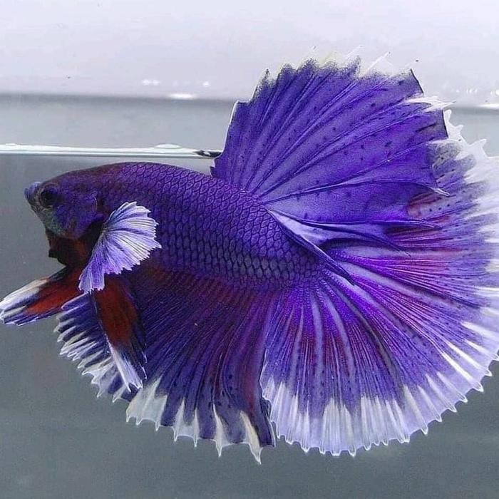 

PAKET 5 EKOR BIG EAR