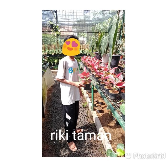 

Tanaman Hias Agelonema Suksom Jaipong bibit