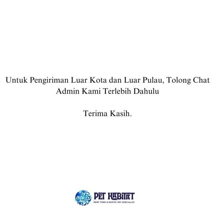 Anemon Karpet Hijau Metalic (Big Size) Karang Hias Laut