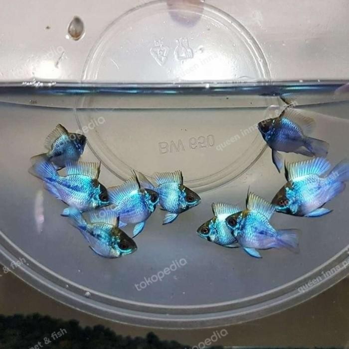 (Expert) Blue elektrik XL indukan - blue electric ramirezi balon slayer