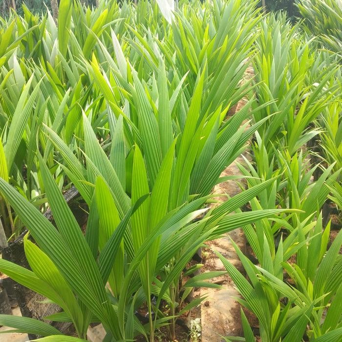 bibit kelapa kopyor kultur jaringan