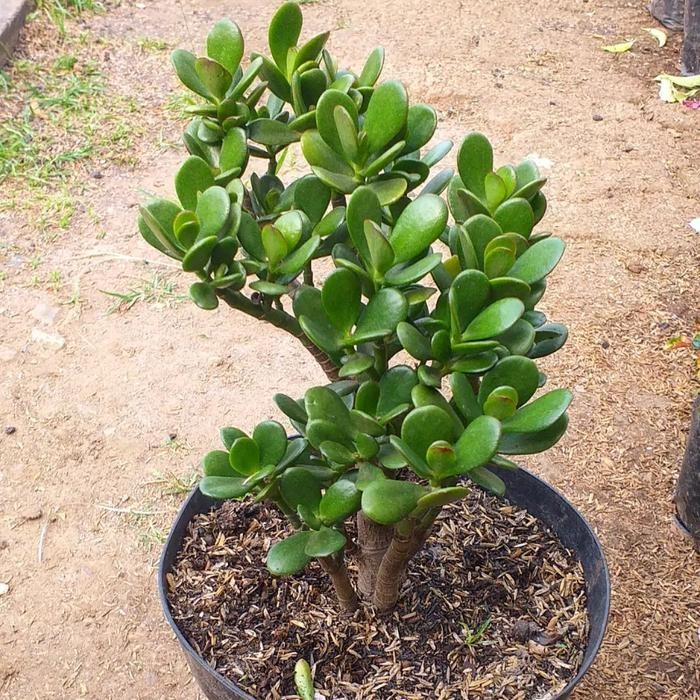 tanaman hias jade plant besar + pot hitam