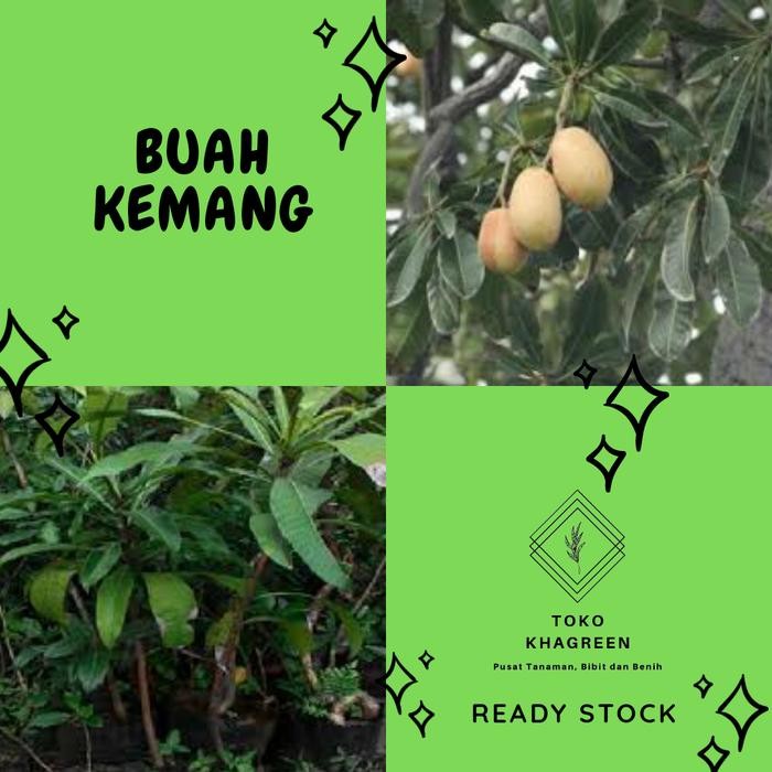 bibit pohon kemang- buah kemang langka