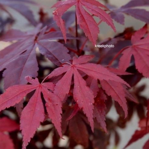 bibit tanaman hias red panama maple - bahan bonsai red panama - red panama japanese Merah