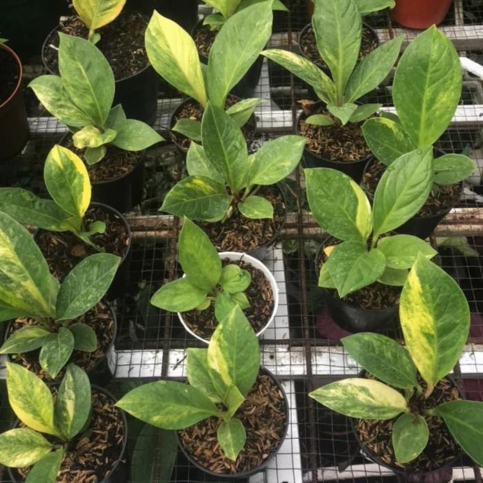 anthurium jemani variegata - jemani varigata