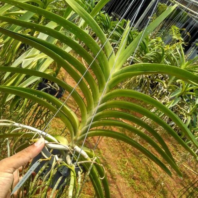 PAKET 3 WARNA ANGGREK VANDA SIAP BERBUNGA DEWASA