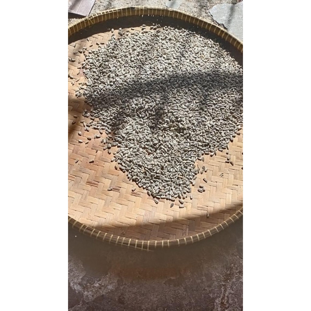 

(Expert) BIJI KUACI KWACI BUNGA MATAHARI SUN FLOWER KEMASAN REPACK 1KG