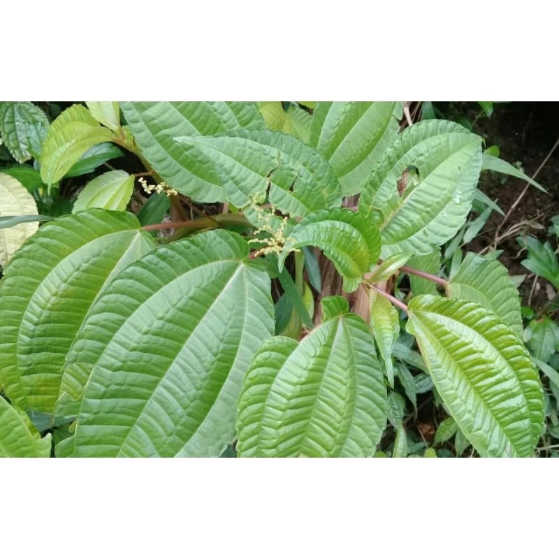 

satu pcs Daun pohpohan perlembar