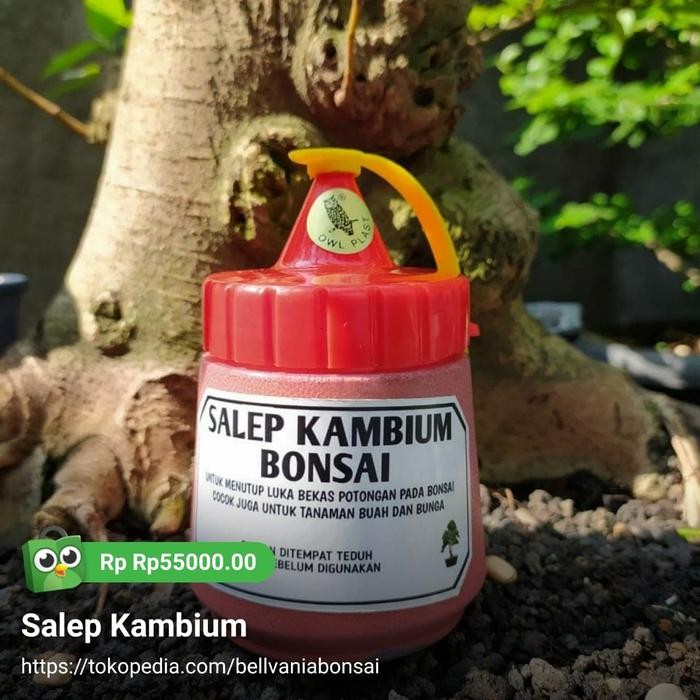 Salep Kambium