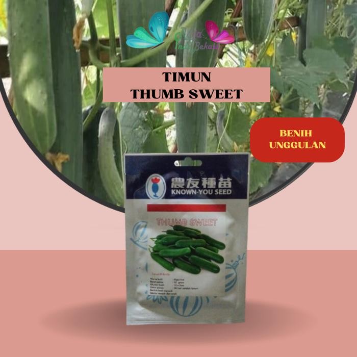 Raja Indo Benih Timun Thumb Sweet Repack 10 & 50 Biji Kys Ori