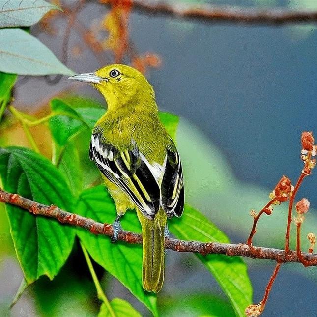 burung cipo masteran murai gacoran