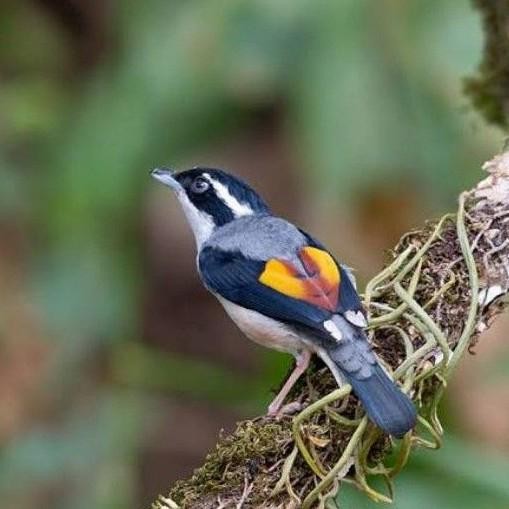 burung Pentet Kembang
