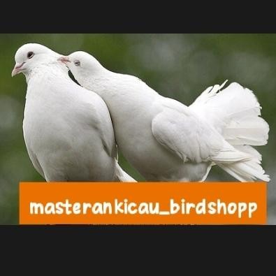 burung merpati hias kipas sepasang produksi