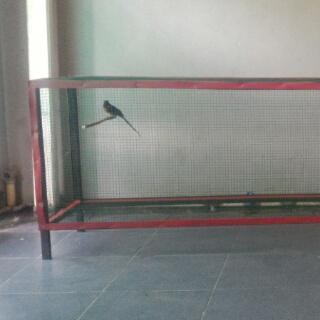 KANDANG UMBARAN MURAI 3 MTR SLEDING/TARIK