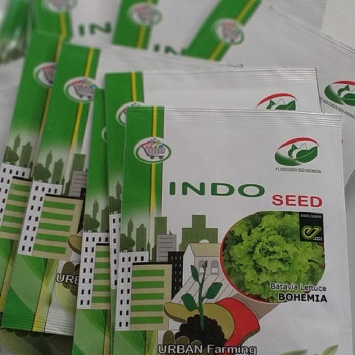 ASLI Benih Selada Bohemia Enza 1gr - via Lettuce Kemasan Pabrik READY STOCK