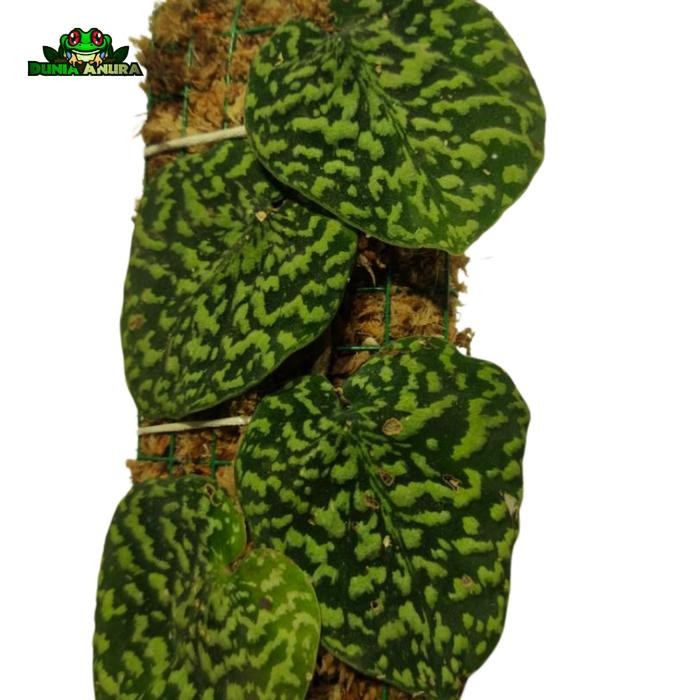 Tanaman Vivarium Scindapsus Pictus Sp Yellow Spot - Borneo