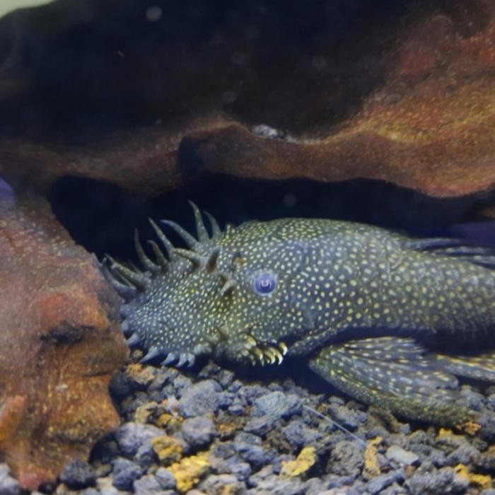 JO1J Ikan Sapu Sapu Brushmouth Size 8-10Cm - Pembersih Lumut