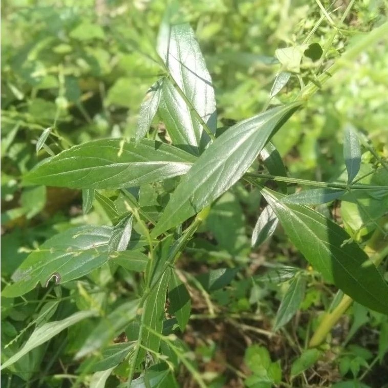 

Daun Sambiloto fresh - obat herbal