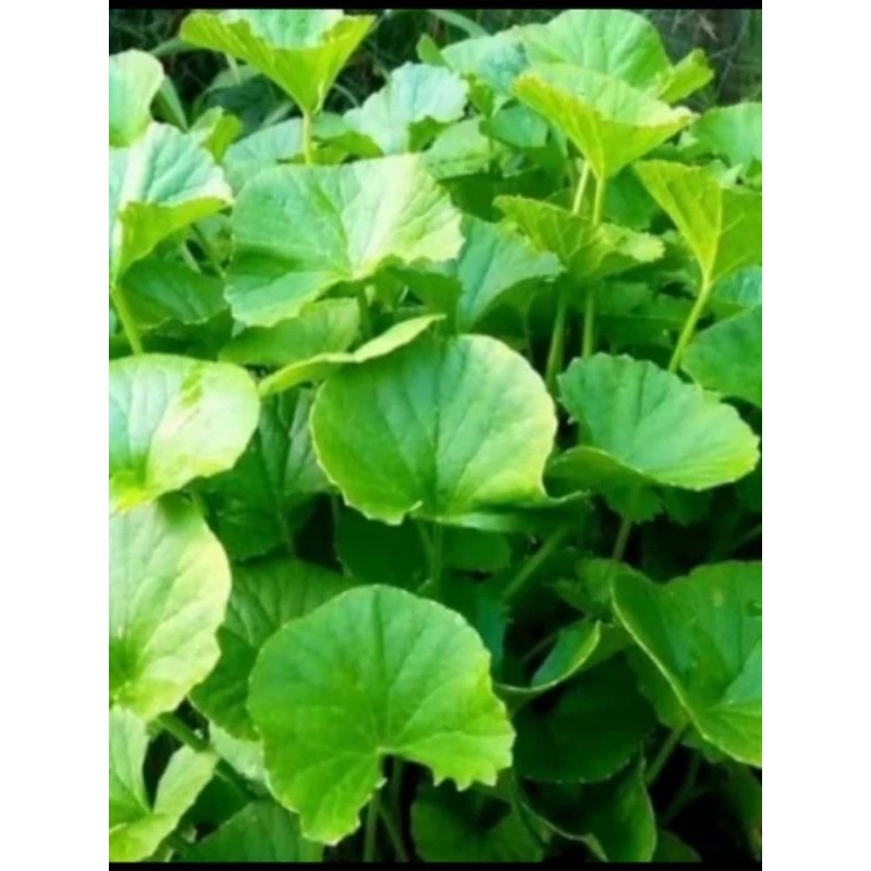 

Daun Pegagan / antanan