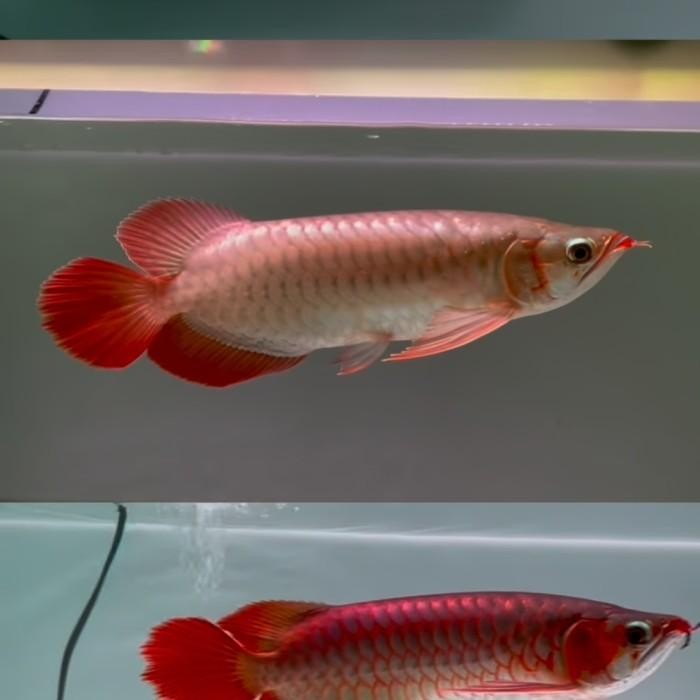 Arwana Super Red SPECIAL Grade A ++ 25 CM / pajangan interior *