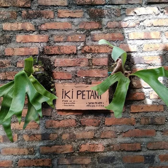 tanamanhias - platycerium stemaria