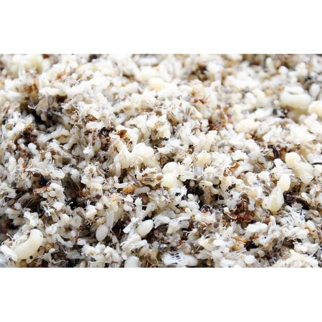 kroto super kering - KROTO UMPAN BURUNG - makanan burung umpan pancing