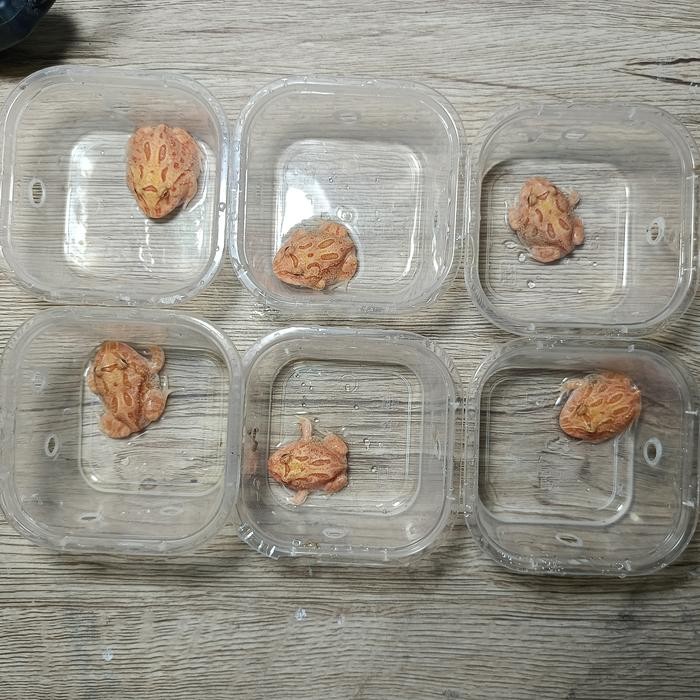 (Allthebest) Pacman Frog atau Kodok Pacman