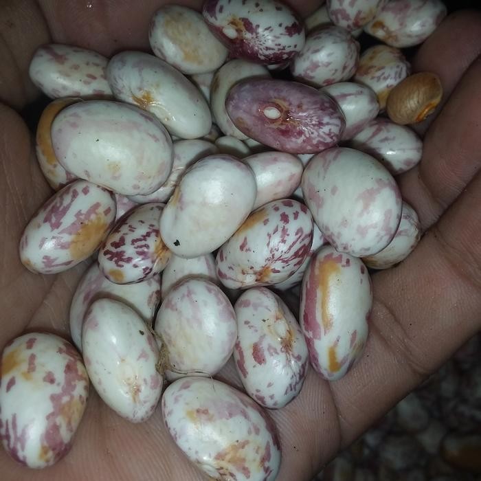 

4ZMI Kacang Jogo Putih Kualitas Super