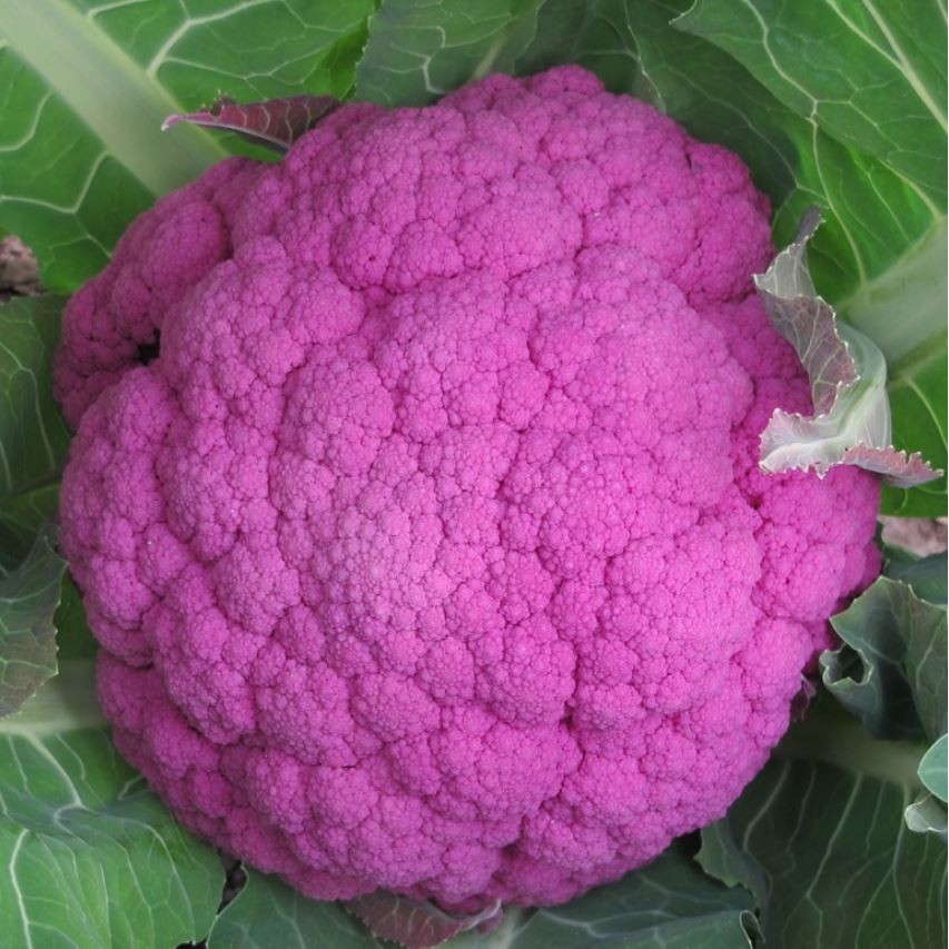 

Kembang Kol Ungu Impor Impor 1 pcs