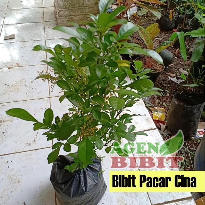 (Allthebest) Bibit Pohon Culan - Tanaman Pacar Cina - Kemuning Cina