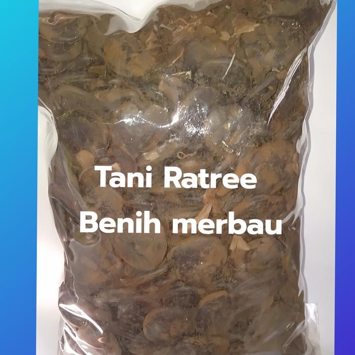 BENIH MERBAU ( INTSIA BIJUGA )
