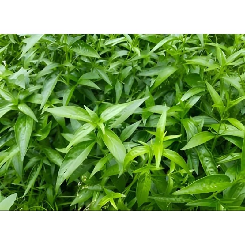 

satu lembar Daun Sambiloto / Sambilata Segar