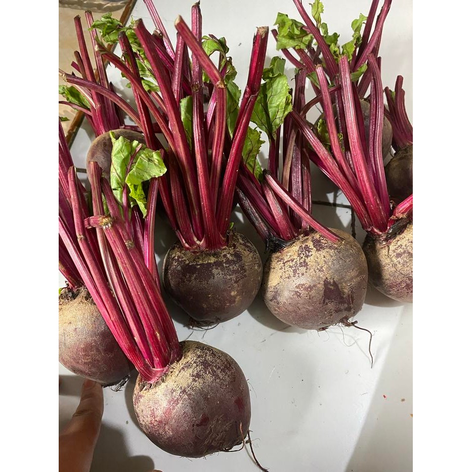 

ASLI buah beetroot / bit / beet / segar / fresh 1 kilogram / murah READY STOCK