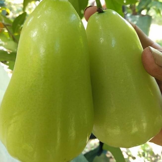 

TERMURAH jambu green Giant super besar Tinggi 80-1m READY STOCK