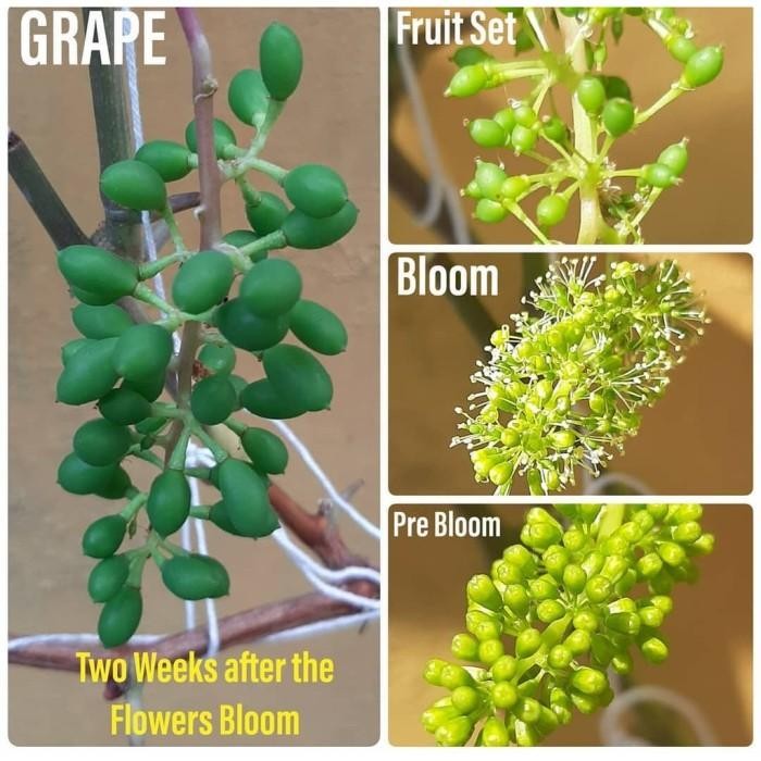 Hot Sale Mr.G, Ga3 Untuk Tanaman Anggur, Pembesar Buah Anggur, Giberelin Tos