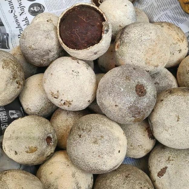 

SIAPKIRIM Buah Kawista/Buah langka READY STOCK