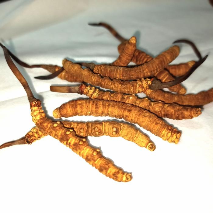 

ORIGINAL SUPER MURAHH Jamur ulat himalaya yarsagumba isi 5 helai READY STOCK