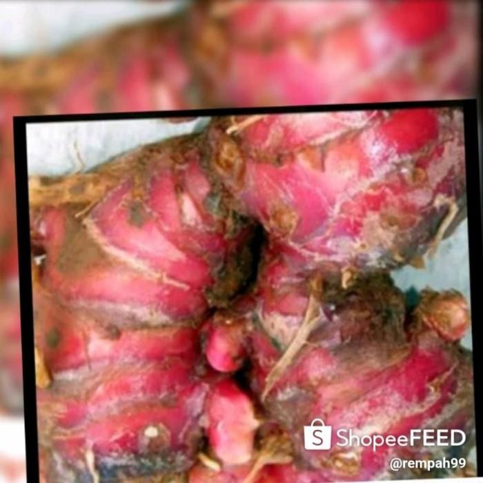 

(Allthebest) Jahe Merah Organik Besar 1kg Sudah diCuci