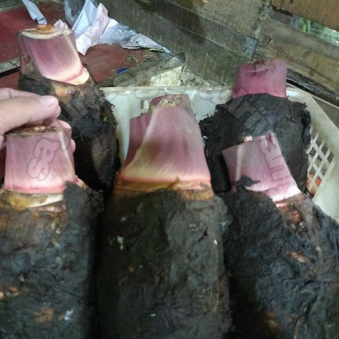 

Lecy.store2 talas pontianak super/ 5 kg